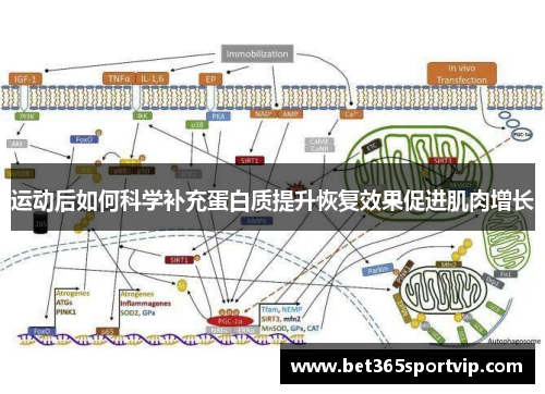 运动后如何科学补充蛋白质提升恢复效果促进肌肉增长