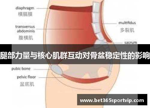 腿部力量与核心肌群互动对骨盆稳定性的影响